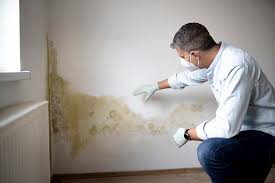 Why You Should Choose Our Mold Remediation Services in Effingham, IL